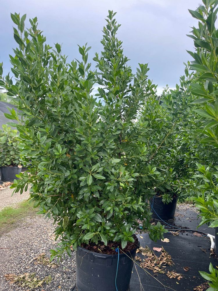 conocarpus-erectus-green-buttonwood