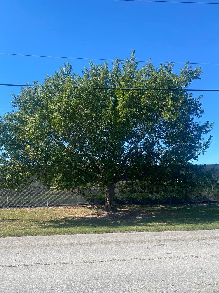 conocarpus-erectus-green-buttonwood