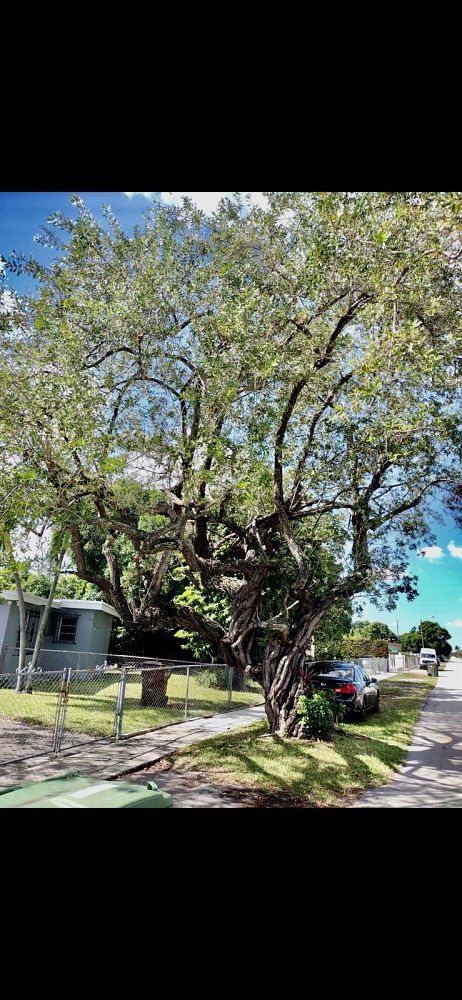 conocarpus-erectus-green-buttonwood