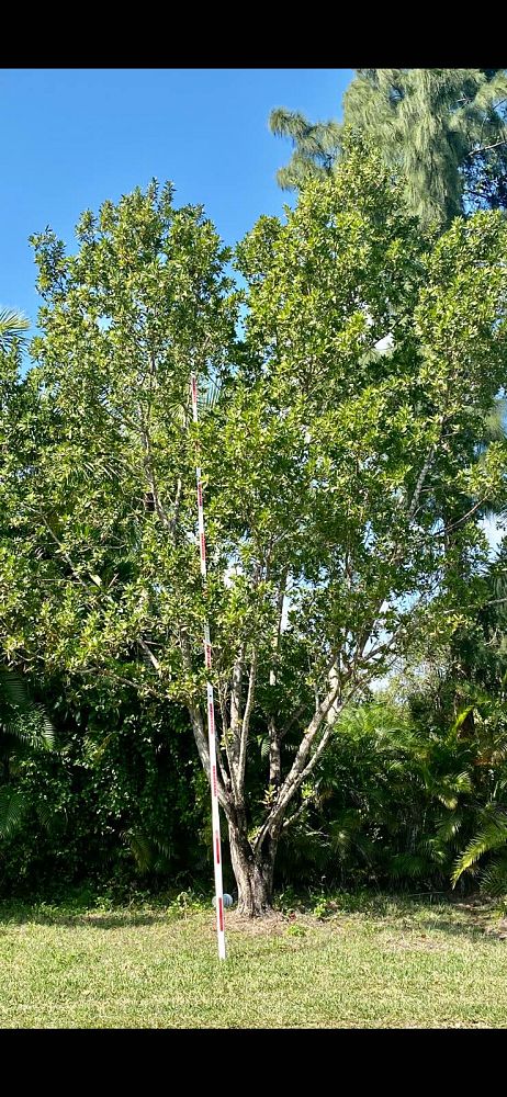 conocarpus-erectus-green-buttonwood