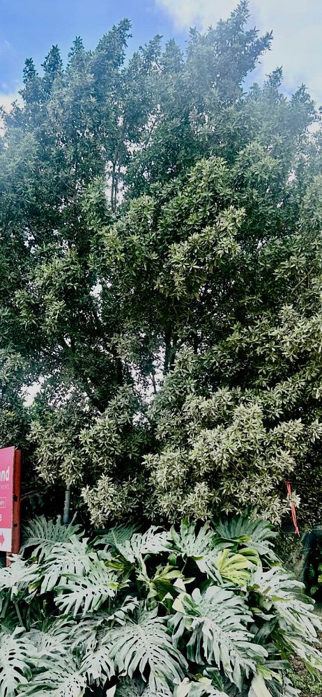 conocarpus-erectus-green-buttonwood