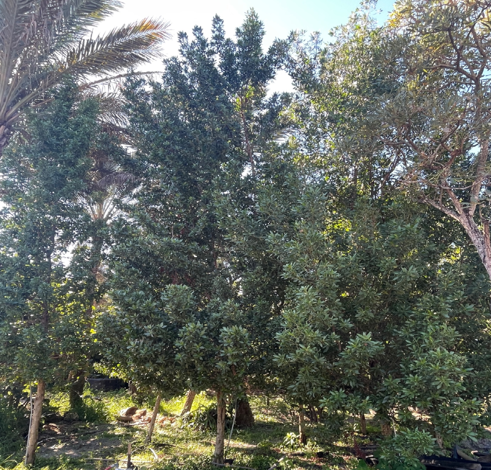 conocarpus-erectus-green-buttonwood