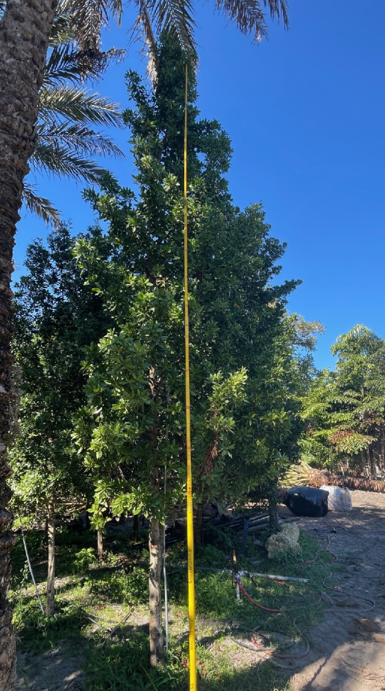 conocarpus-erectus-green-buttonwood