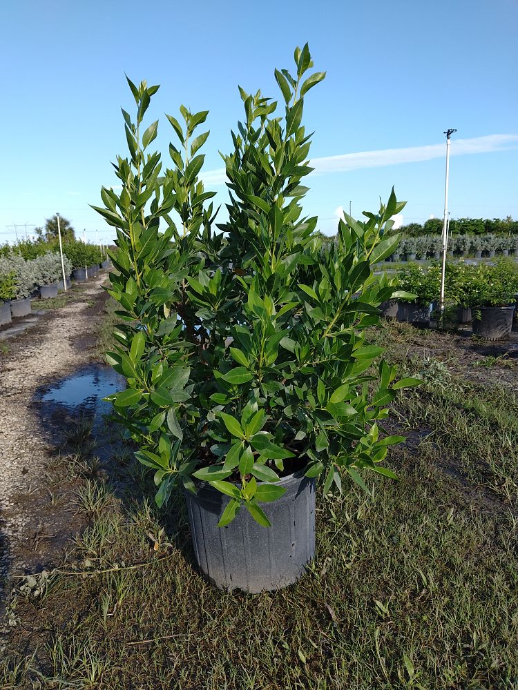 conocarpus-erectus-green-buttonwood