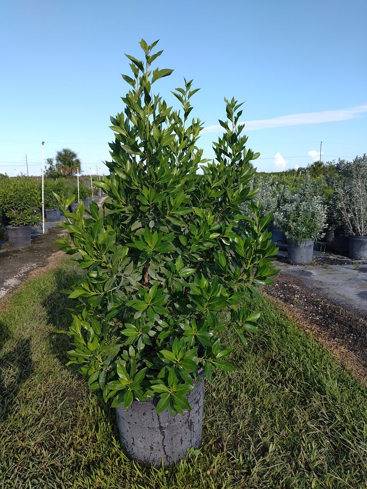 conocarpus-erectus-green-buttonwood