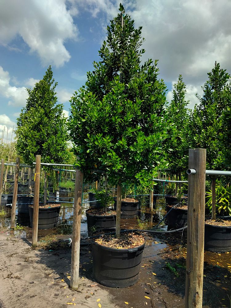 conocarpus-erectus-green-buttonwood