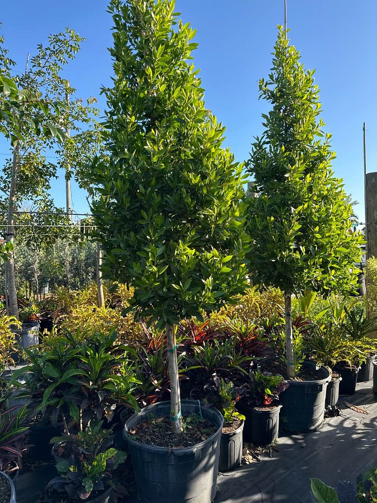 conocarpus-erectus-green-buttonwood