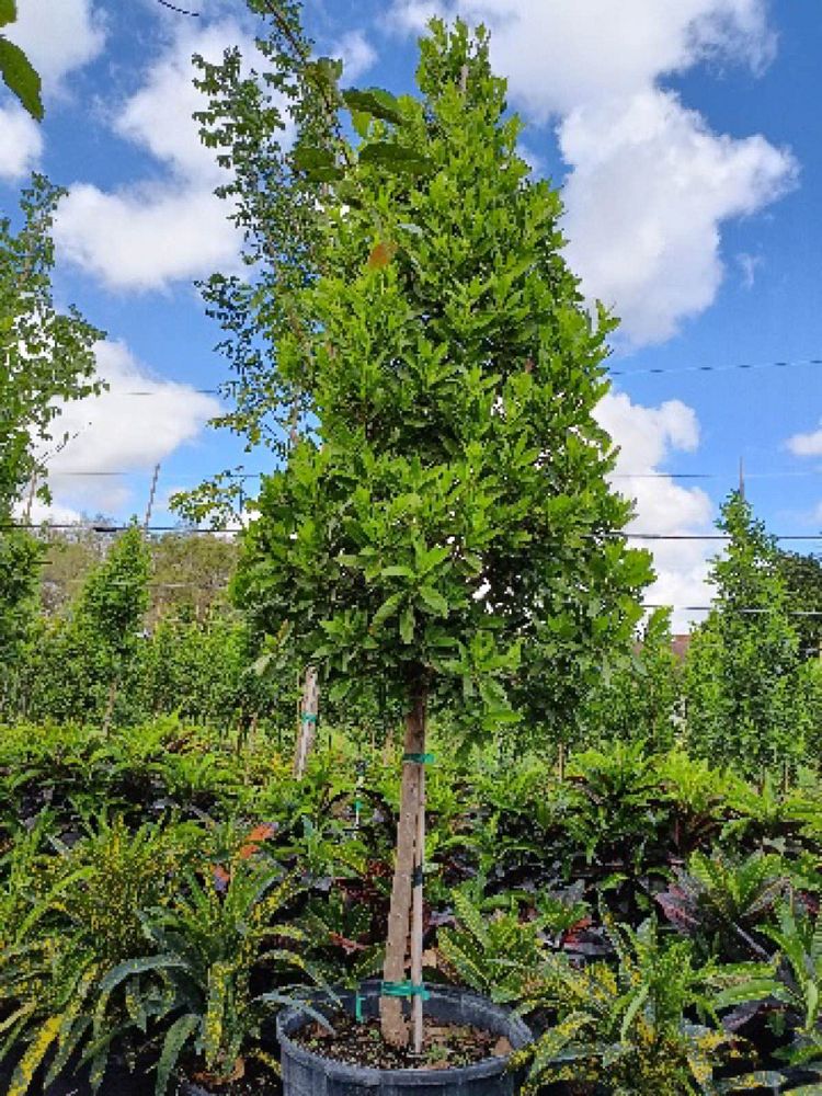 conocarpus-erectus-green-buttonwood