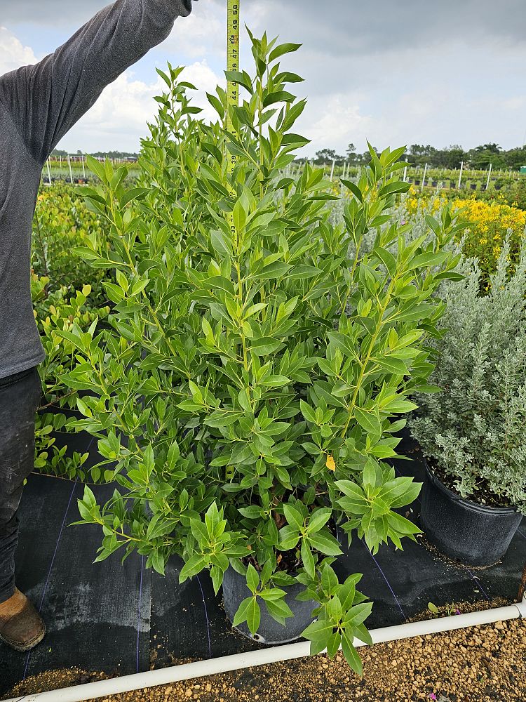 conocarpus-erectus-green-buttonwood