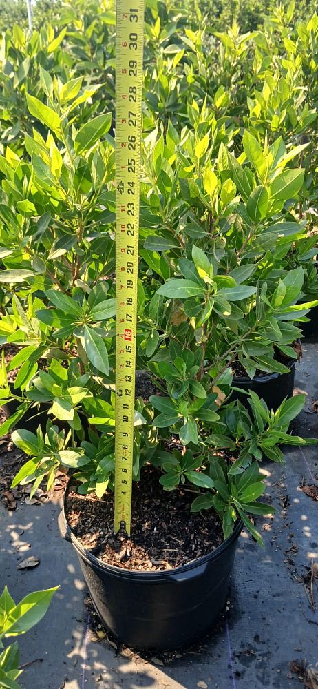 conocarpus-erectus-green-buttonwood