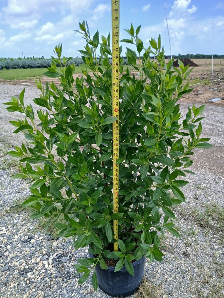 conocarpus-erectus-green-buttonwood