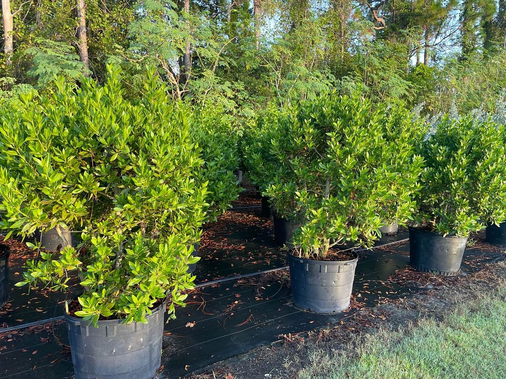 conocarpus-erectus-green-buttonwood