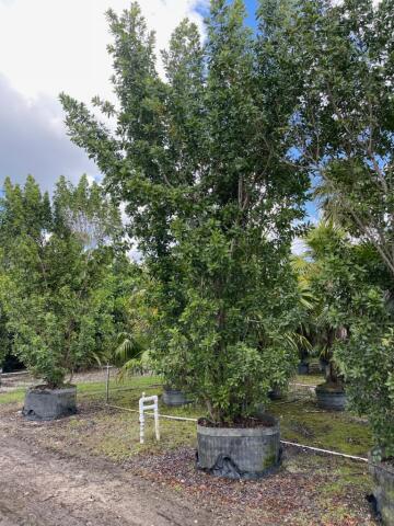 conocarpus-erectus-green-buttonwood