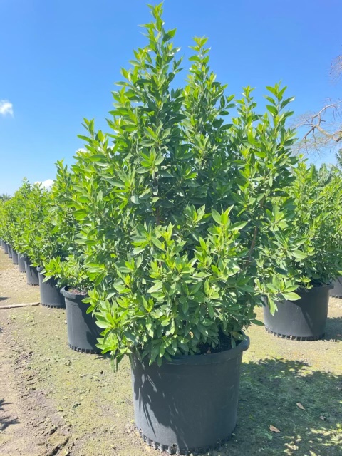 conocarpus-erectus-green-buttonwood