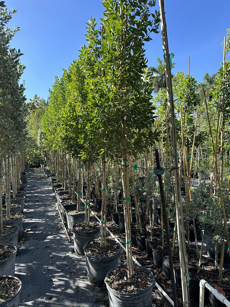 conocarpus-erectus-green-buttonwood