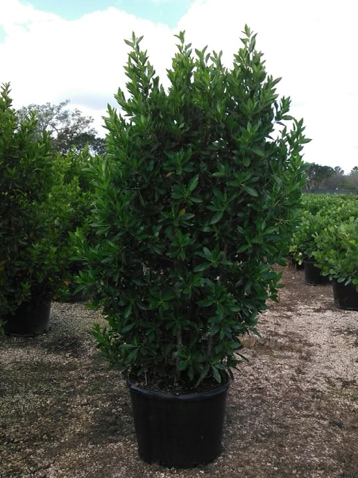 conocarpus-erectus-green-buttonwood