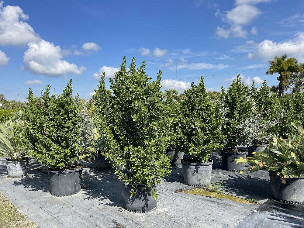 conocarpus-erectus-green-buttonwood