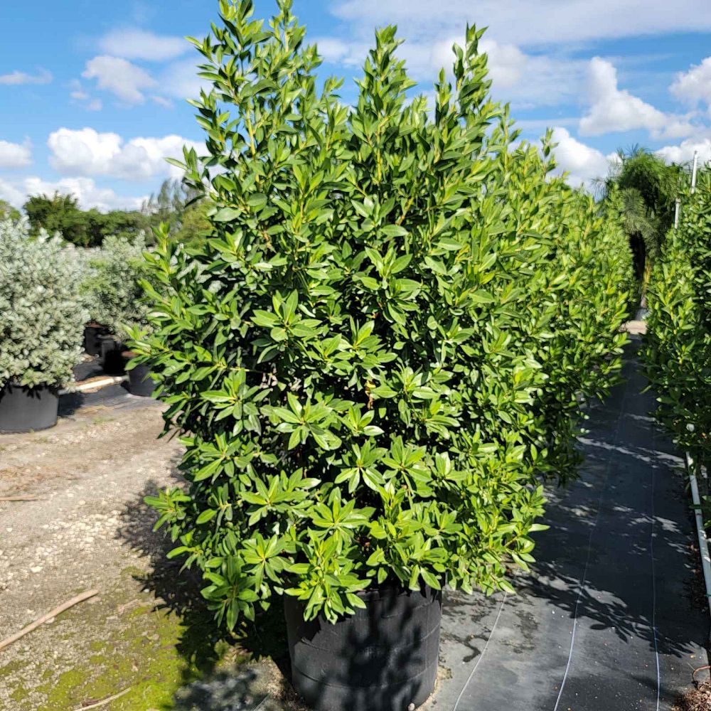 conocarpus-erectus-green-buttonwood