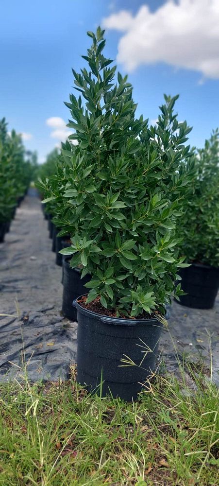 conocarpus-erectus-green-buttonwood
