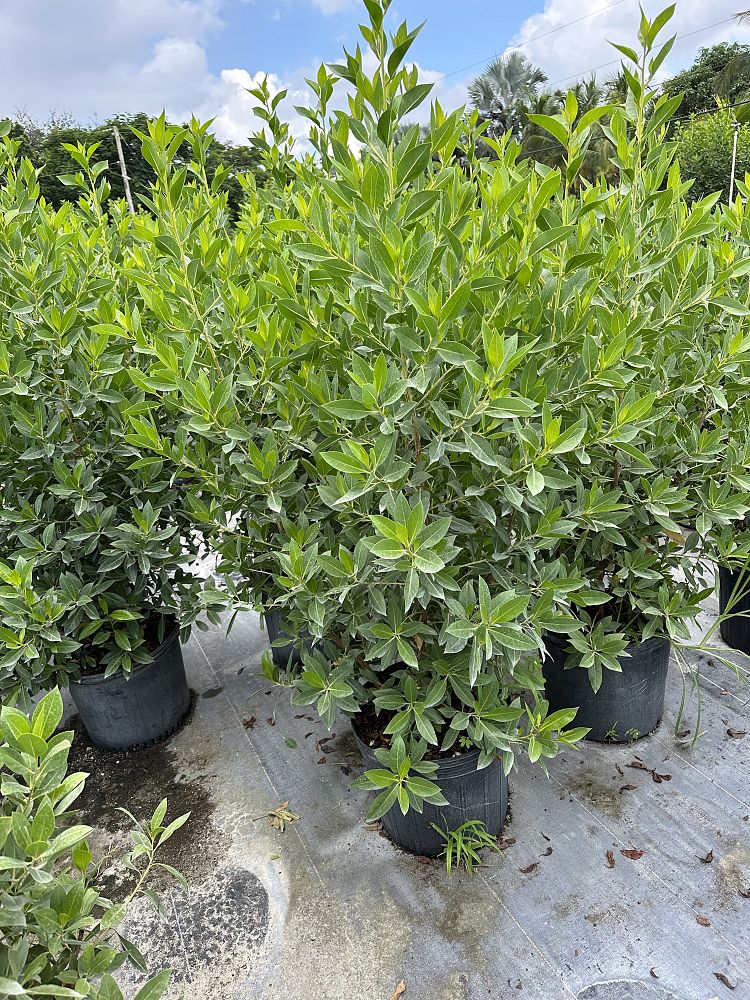 conocarpus-erectus-green-buttonwood