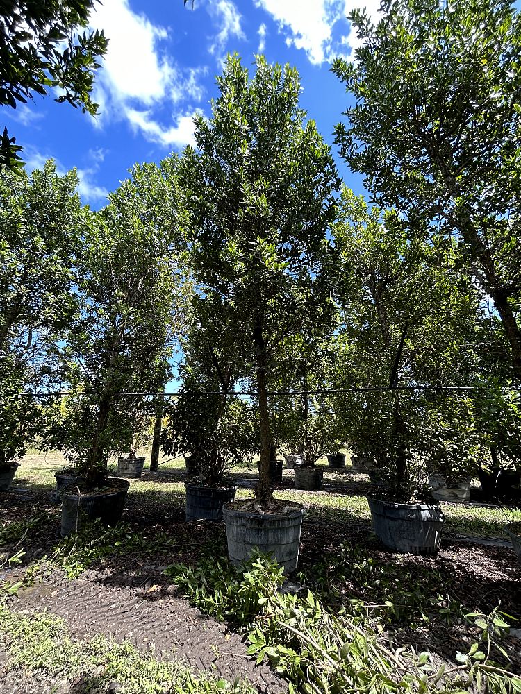 conocarpus-erectus-green-buttonwood