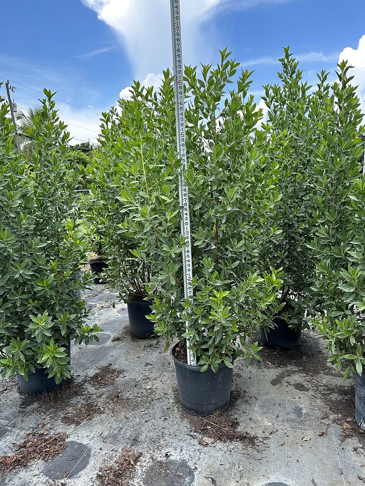 conocarpus-erectus-green-buttonwood