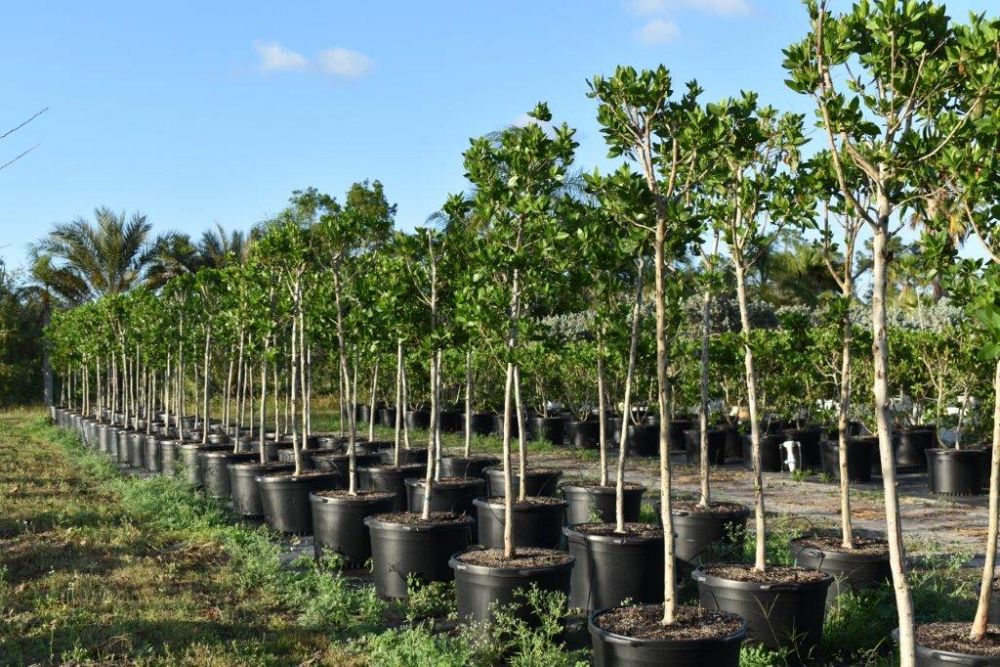 conocarpus-erectus-green-buttonwood