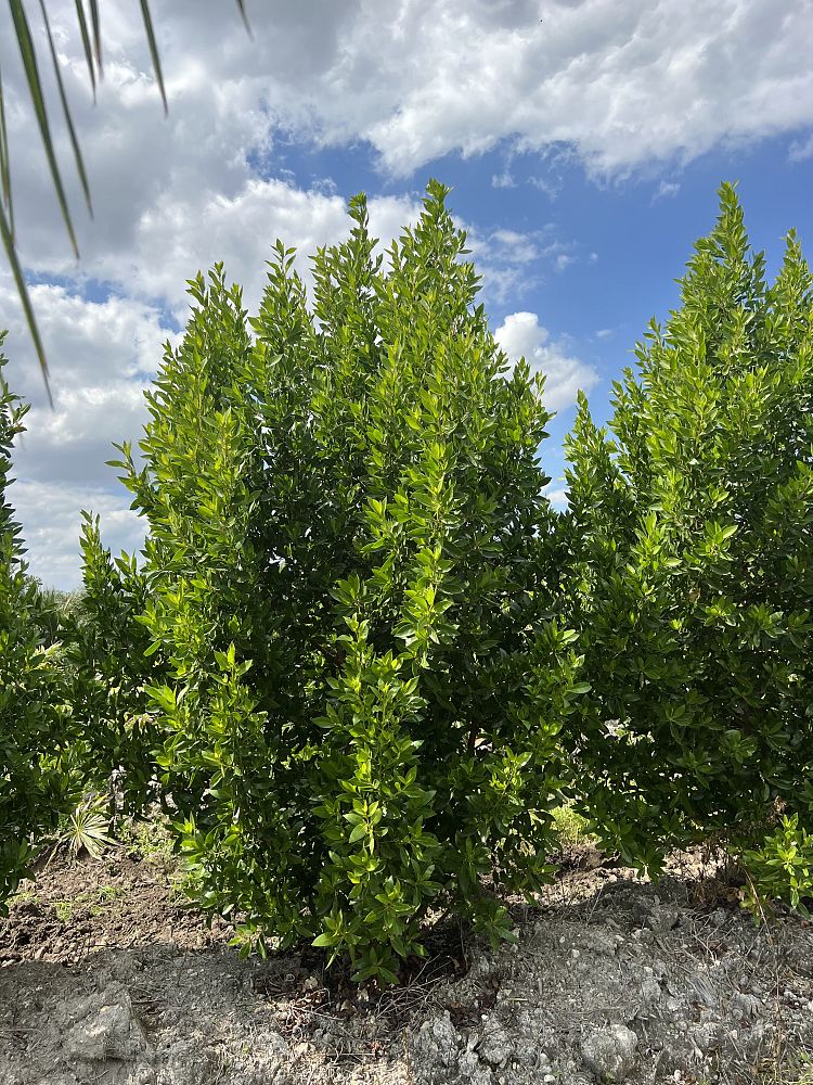 conocarpus-erectus-green-buttonwood