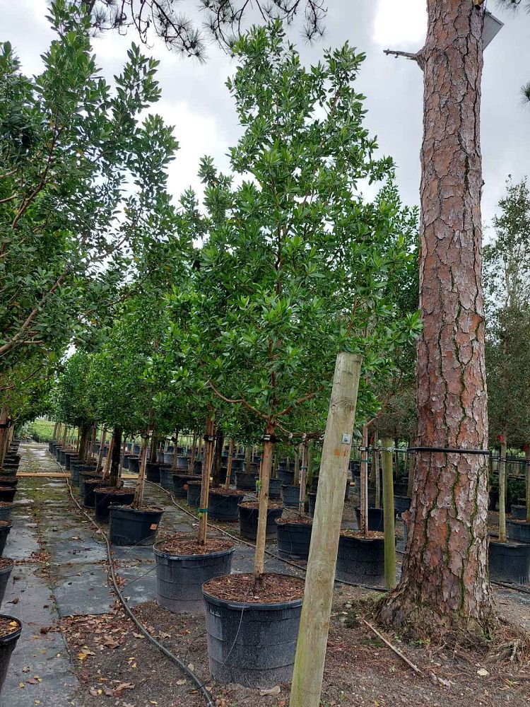 conocarpus-erectus-green-buttonwood