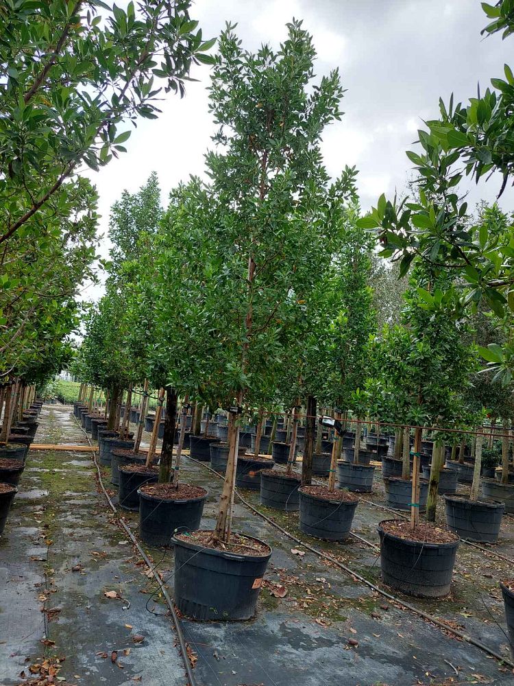 conocarpus-erectus-green-buttonwood