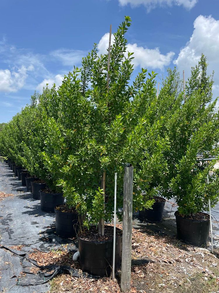 conocarpus-erectus-green-buttonwood