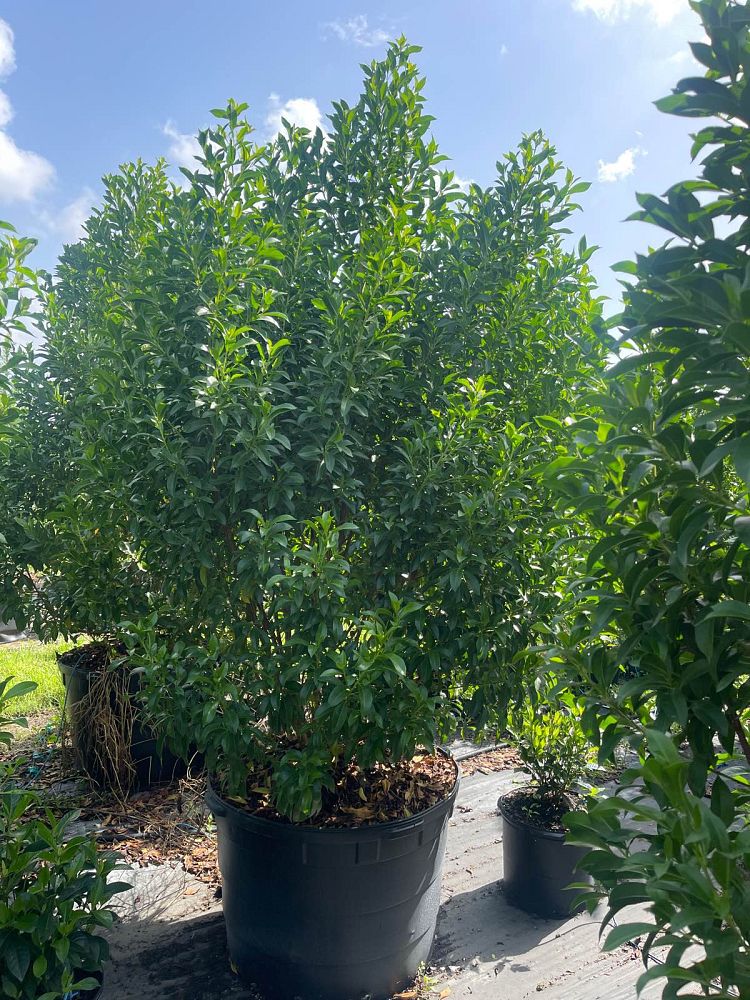 conocarpus-erectus-green-buttonwood