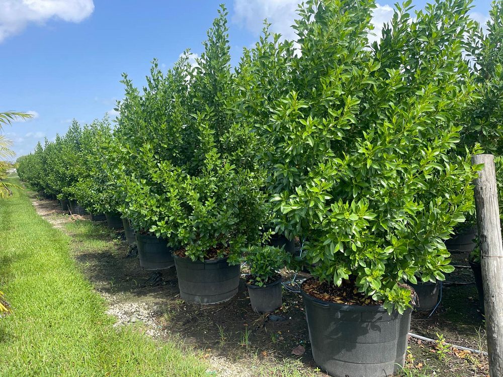 conocarpus-erectus-green-buttonwood