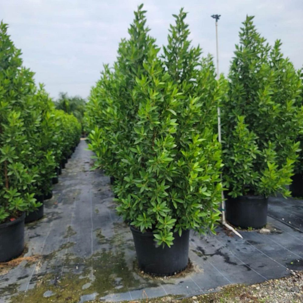 conocarpus-erectus-green-buttonwood