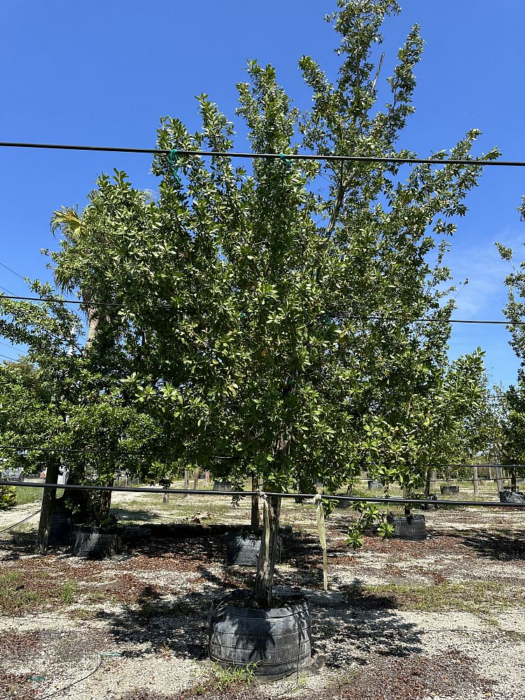 conocarpus-erectus-green-buttonwood