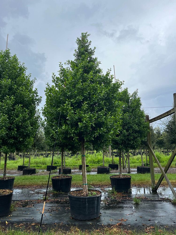 conocarpus-erectus-green-buttonwood
