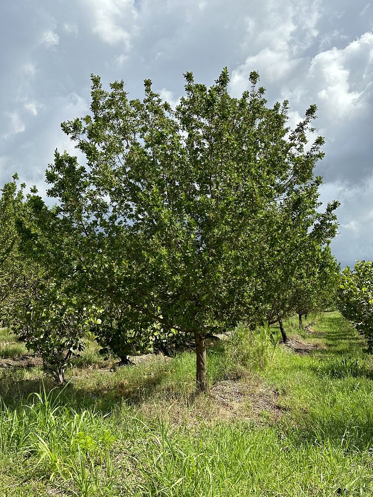 conocarpus-erectus-green-buttonwood