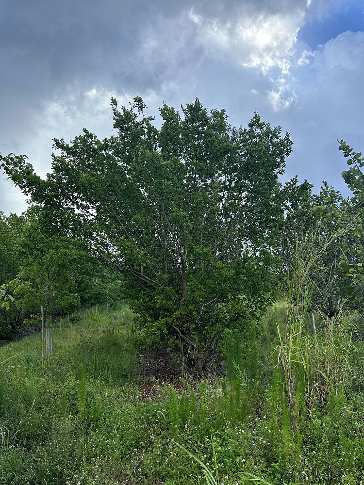 conocarpus-erectus-green-buttonwood