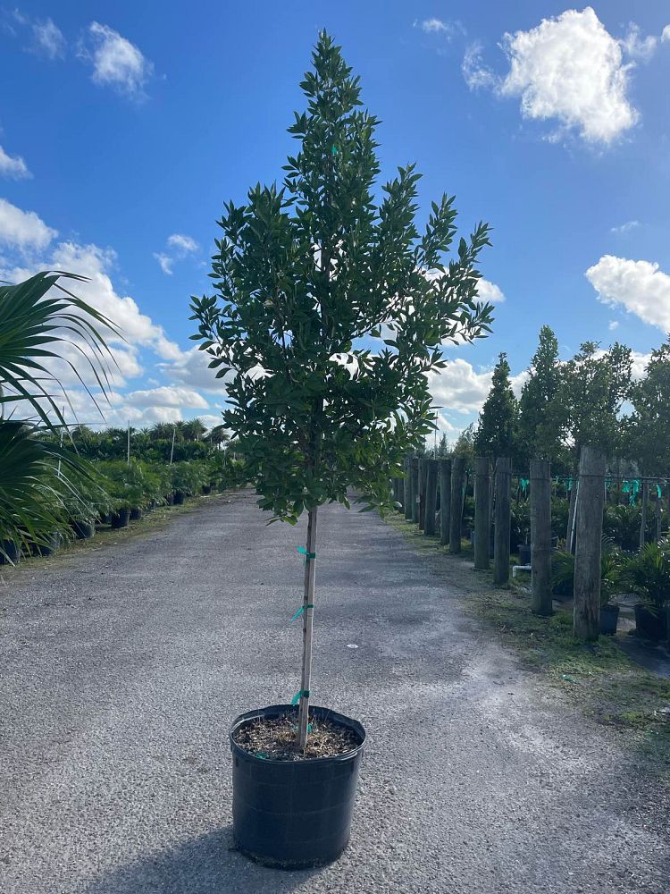 conocarpus-erectus-green-buttonwood