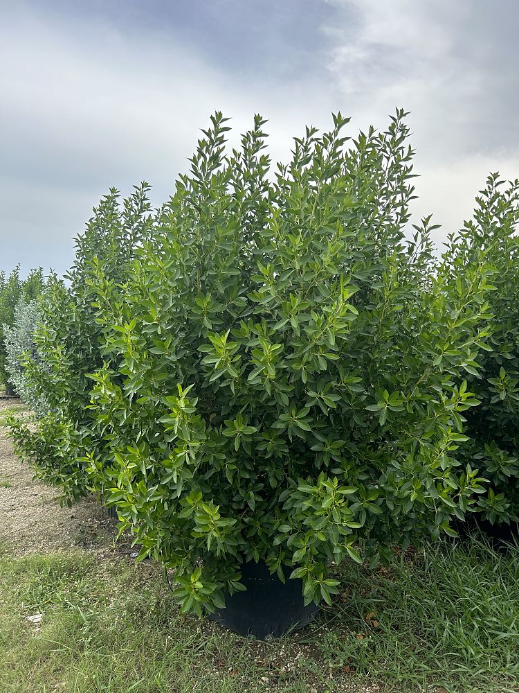 conocarpus-erectus-green-buttonwood