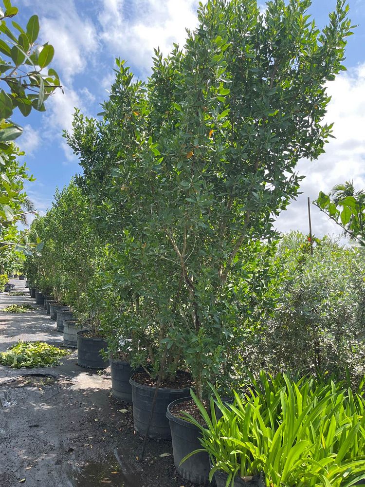 conocarpus-erectus-green-buttonwood