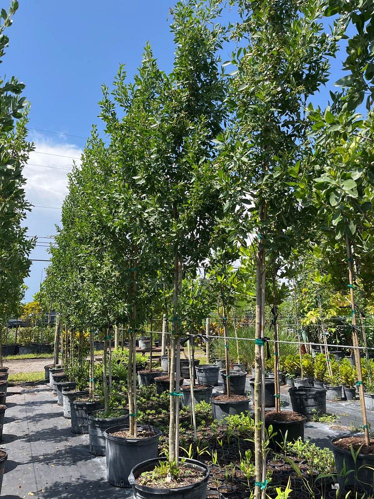 conocarpus-erectus-green-buttonwood