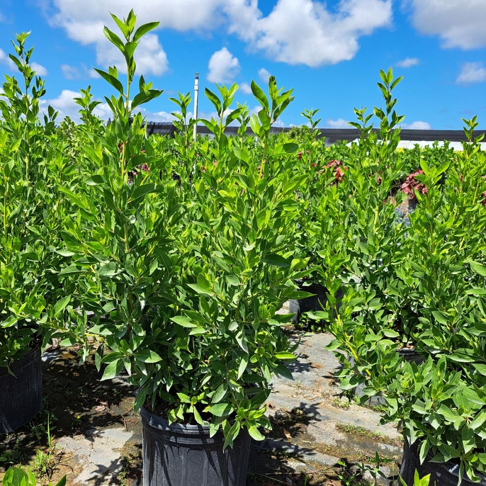 conocarpus-erectus-green-buttonwood