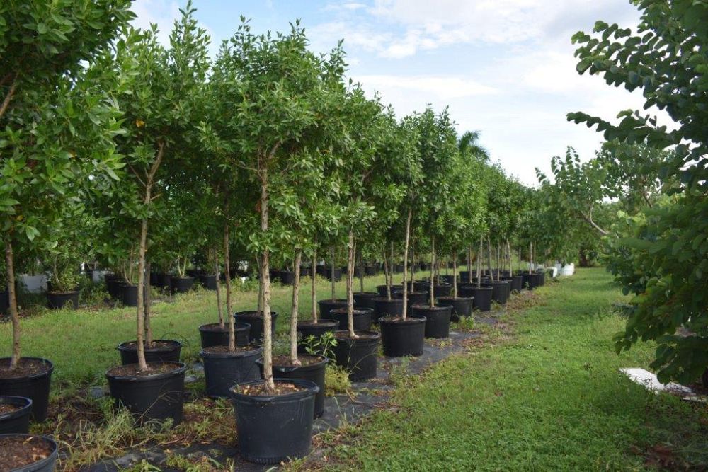 conocarpus-erectus-green-buttonwood