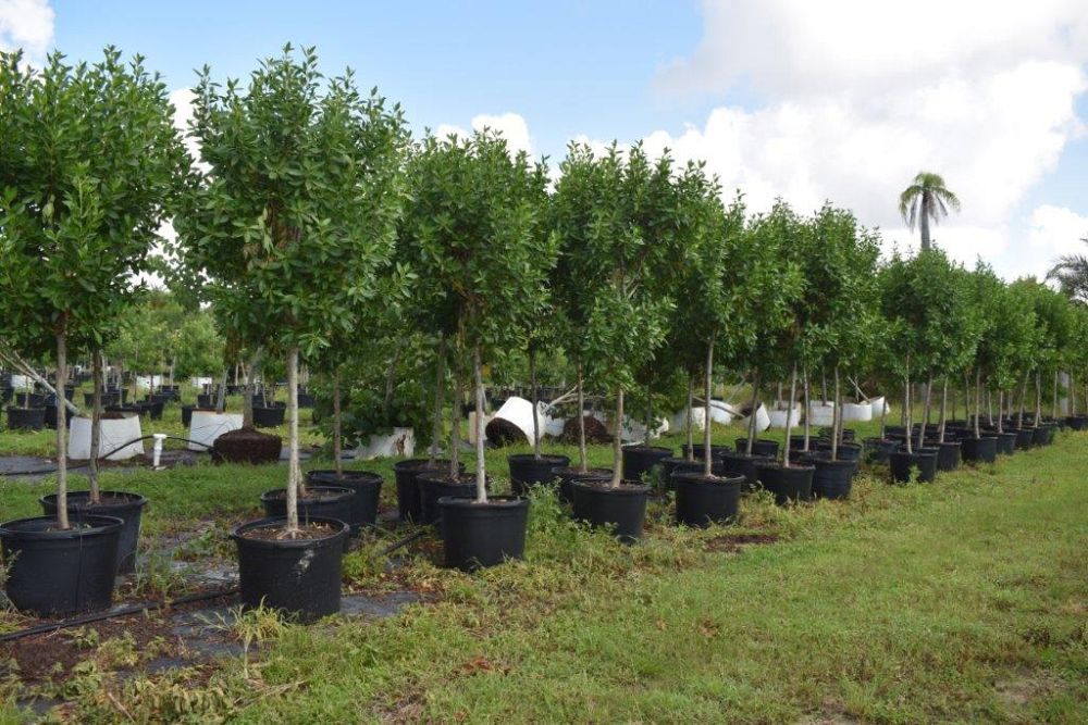 conocarpus-erectus-green-buttonwood