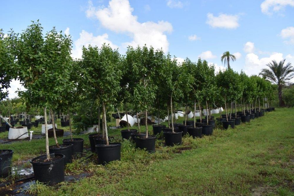 conocarpus-erectus-green-buttonwood