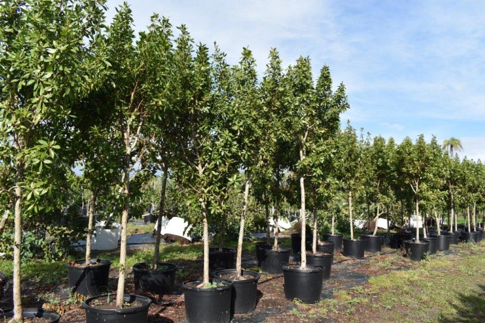 conocarpus-erectus-green-buttonwood