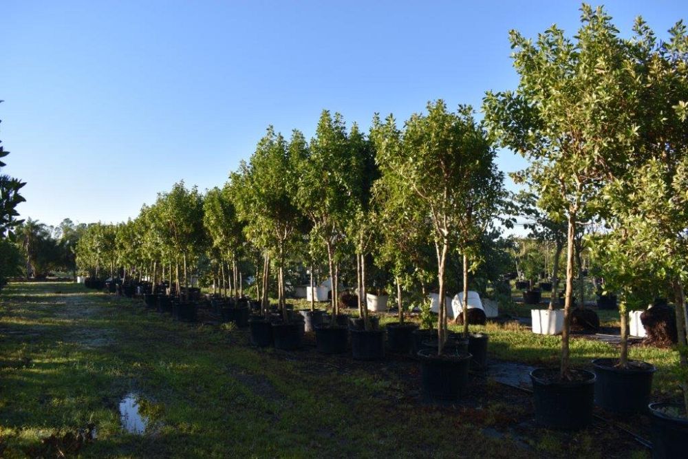 conocarpus-erectus-green-buttonwood