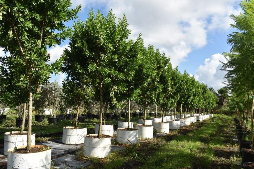 conocarpus-erectus-green-buttonwood