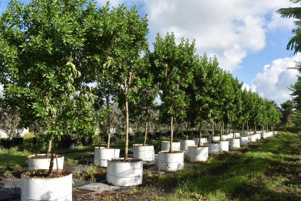 conocarpus-erectus-green-buttonwood